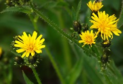 Picris japonica kamtschatica