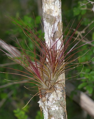 Tillandsia juncea