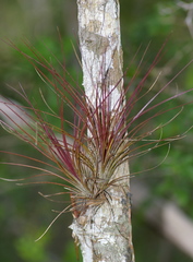 Tillandsia juncea