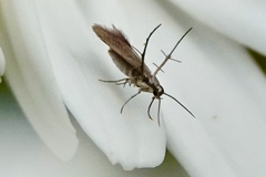 Schreckensteinia erythriella