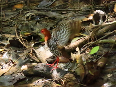 Rallina fasciata
