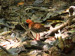 Rallina fasciata