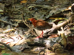 Rallina fasciata
