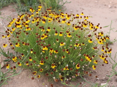Helenium amarum badium