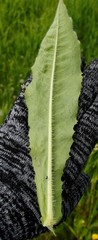 Picris japonica kamtschatica