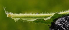 Picris japonica kamtschatica