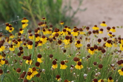 Helenium amarum badium