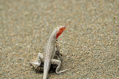 Microlophus barringtonensis