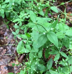 Galium lanceolatum