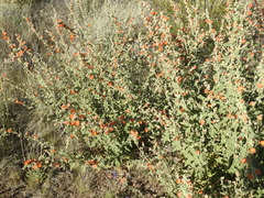 Sphaeralcea coulteri