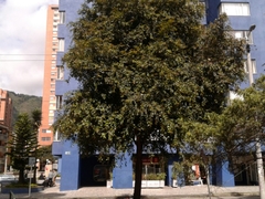 Syzygium paniculatum
