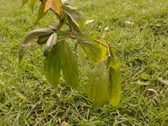 Calliandra trinervia