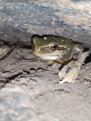 Hyla savignyi