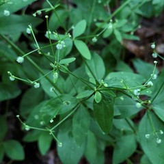 Galium lanceolatum