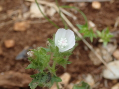 Malva setigera