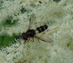 Leucozona laternaria