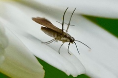 Schreckensteinia erythriella