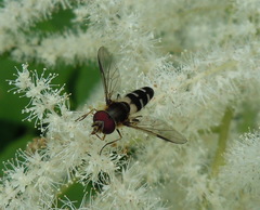Leucozona laternaria