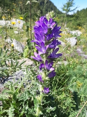 Campanula spicata