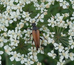 Pedostrangalia pubescens