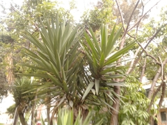 Yucca gigantea