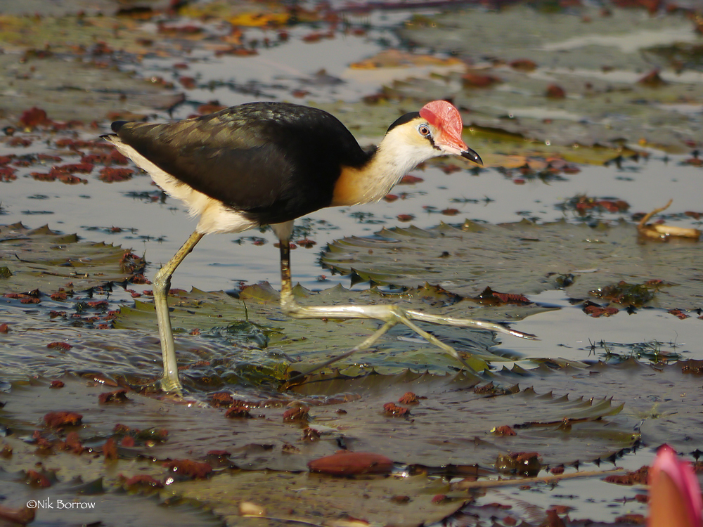 Comb-crested Jacana (Irediparra gallinacea) photo
