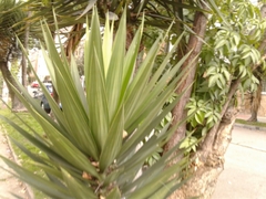 Yucca gigantea