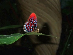 Paralaxita damajanti