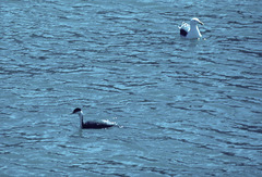 Aechmophorus occidentalis