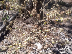 Solanum myriacanthum