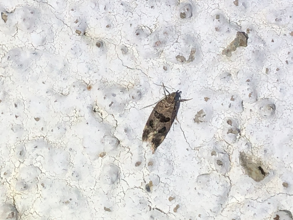 Mirificarma maculatella
