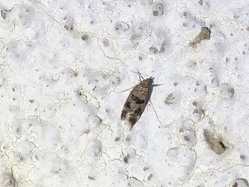 Mirificarma maculatella
