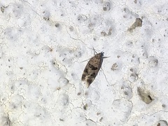 Mirificarma maculatella