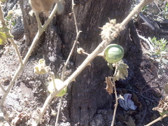 Solanum myriacanthum