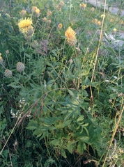 Centaurea collina