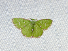 Argyrocosma inductaria