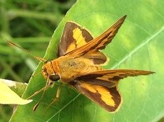 Telicota bambusae