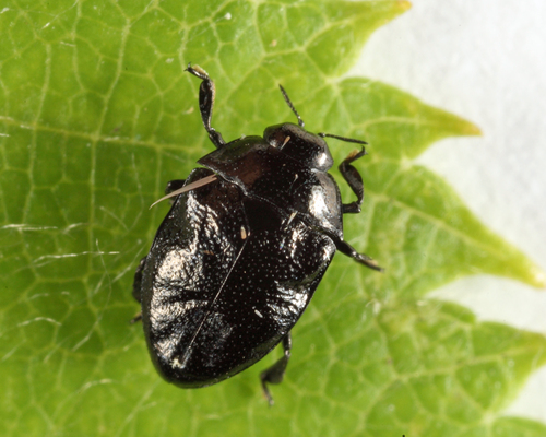 Pachyschelus laevigatus · BioDiversity4All