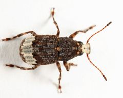 Eurymycter tricarinatus