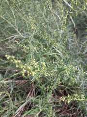 Artemisia