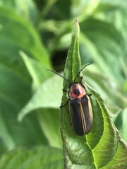 Photinus pyralis