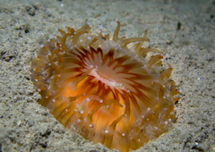Caryophyllia smithii