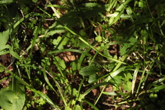 Poa remota