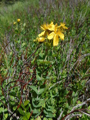 Hypericum richeri