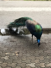 Pavo cristatus × muticus