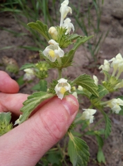 Galeopsis segetum
