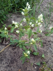 Galeopsis segetum
