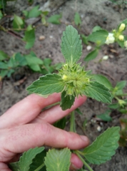 Galeopsis segetum