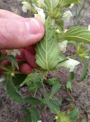Galeopsis segetum
