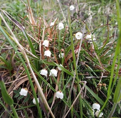 Cassiope lycopodioides